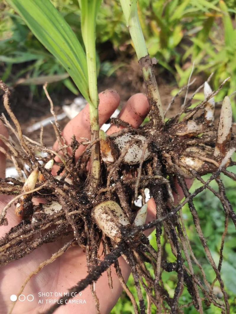 白芨种苗1～5公分块茎