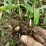 白芨种苗1～5公分块茎