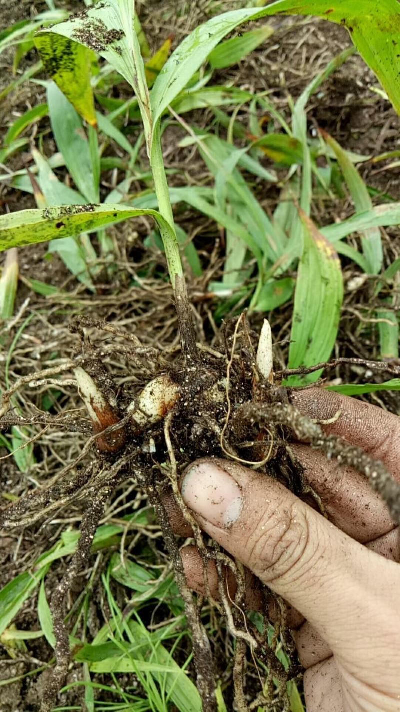 白芨种苗1～5公分块茎