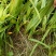 白芨种苗1～5公分块茎