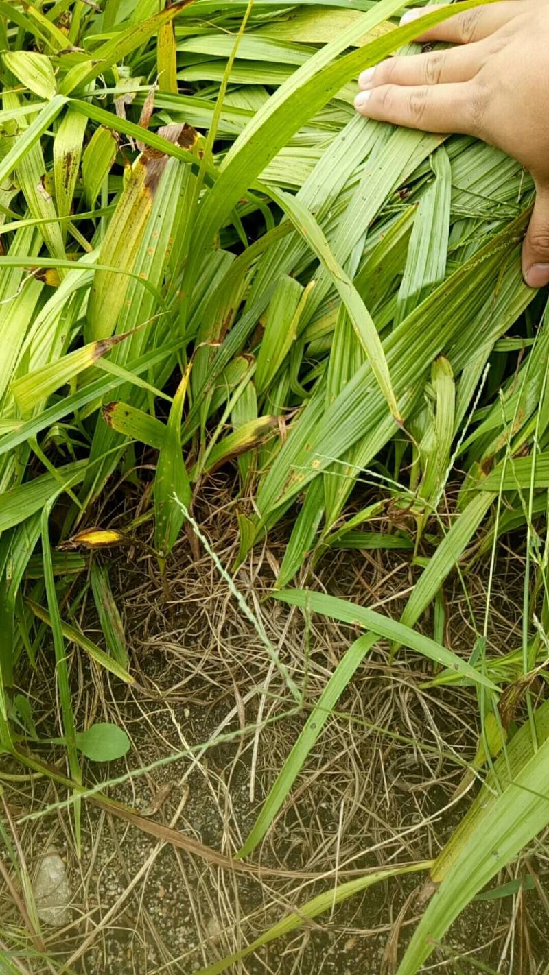白芨种苗1～5公分块茎