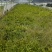 白芨种苗1～5公分块茎