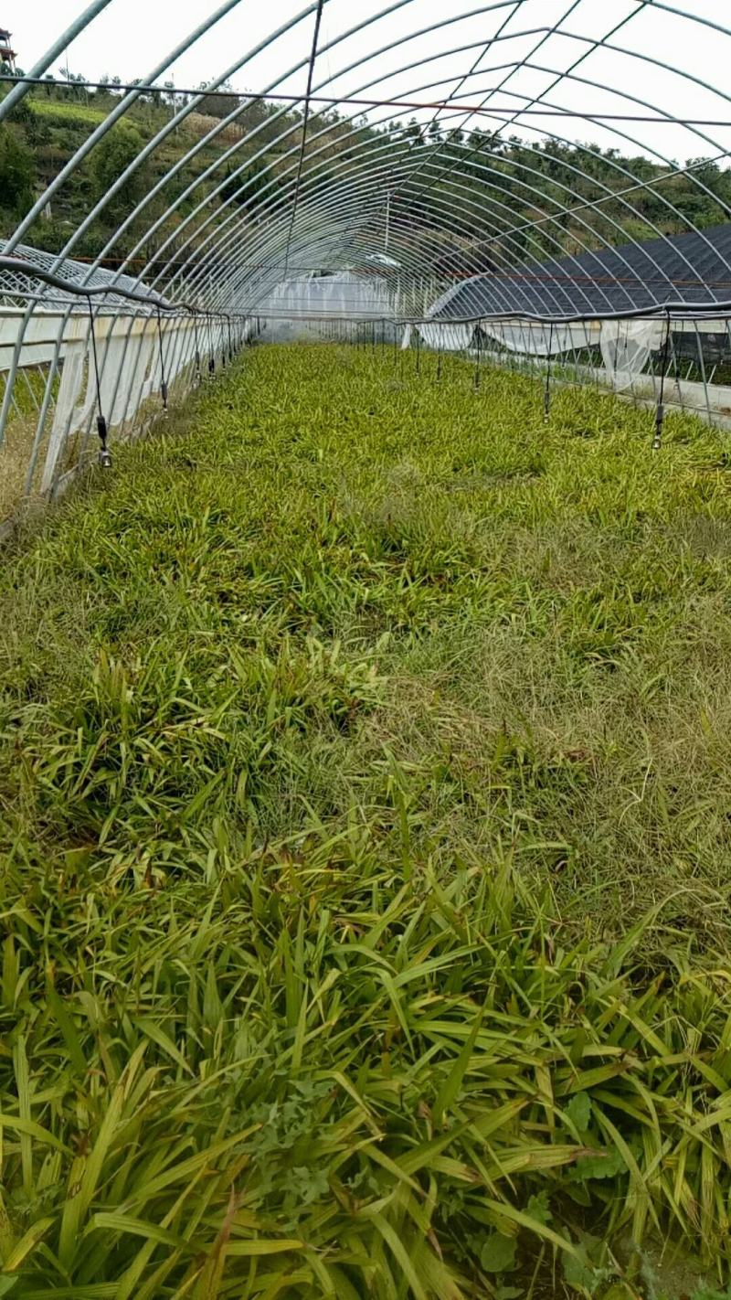 白芨种苗1～5公分块茎