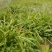 白芨种苗1～5公分块茎
