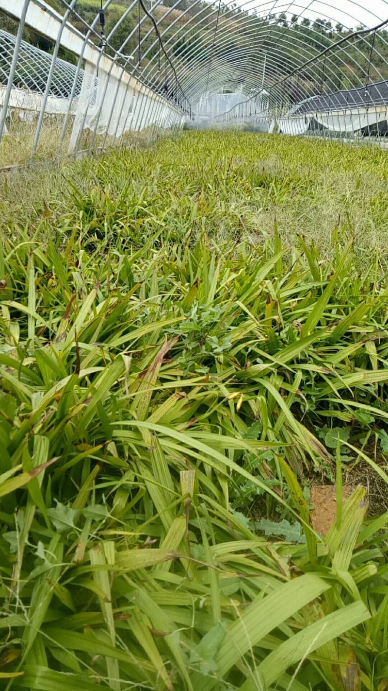 白芨种苗1～5公分块茎