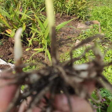 白芨种苗1～5公分块茎
