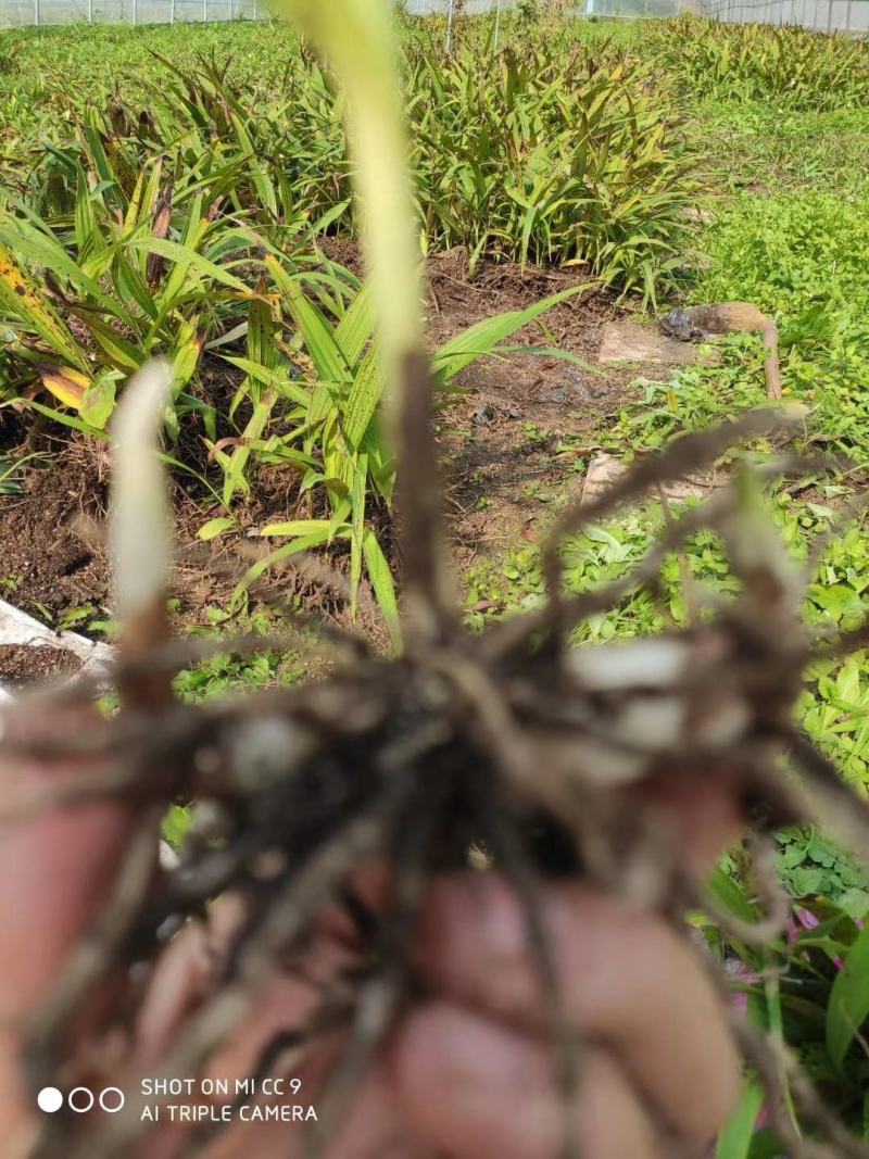 白芨种苗1～5公分块茎
