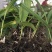 白芨种苗1～5公分块茎