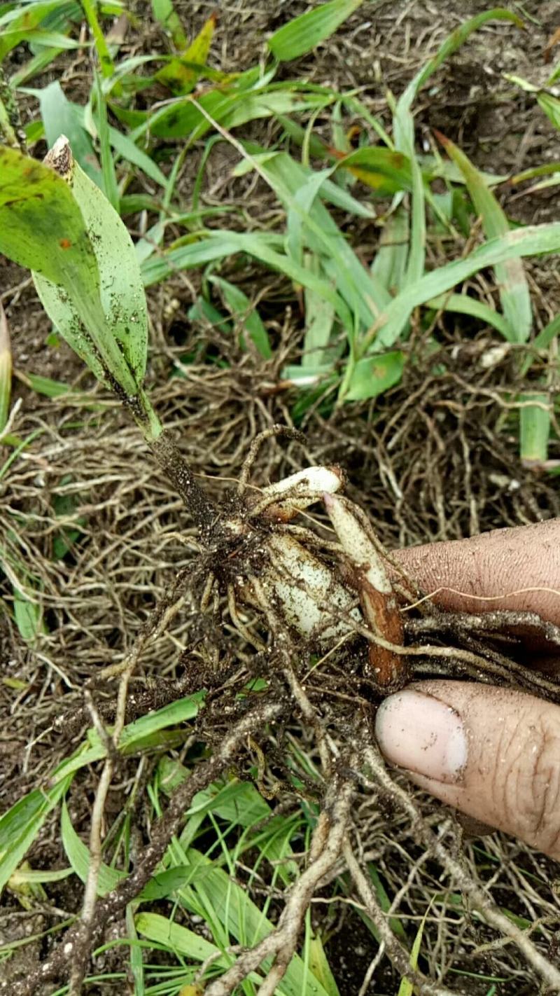 白芨种苗1～5公分块茎