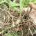 白芨种苗1～5公分块茎