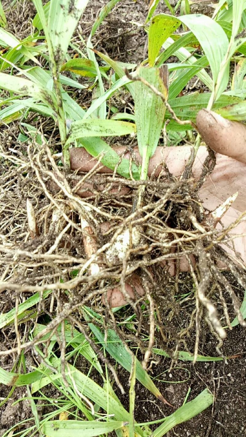 白芨种苗1～5公分块茎