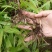 白芨种苗1～5公分块茎
