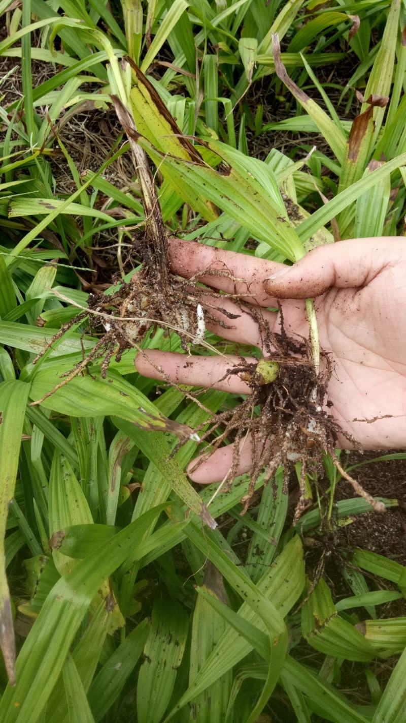 白芨种苗1～5公分块茎