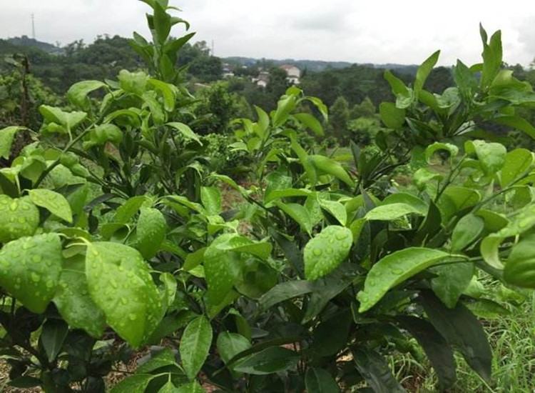 一株健康的不知火橘子苗,展示其嫁接口位置清晰、叶片翠绿、茎干挺直、根系发达的状态,背景为育苗温室环境 不知火橘子苗特写