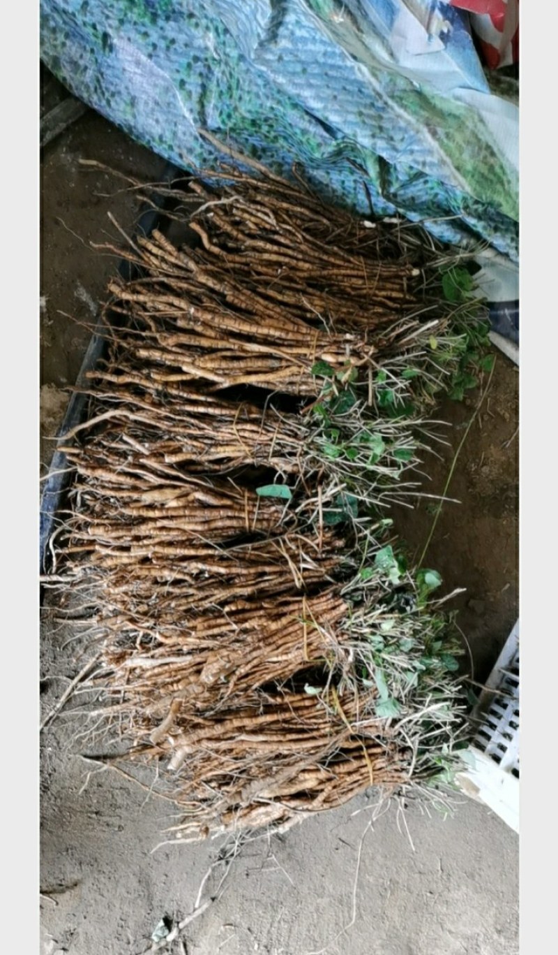 粉防己种苗，药典粉防己子小苗