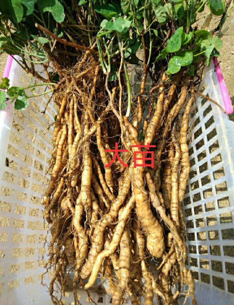 粉防己种苗，药典粉防己子小苗