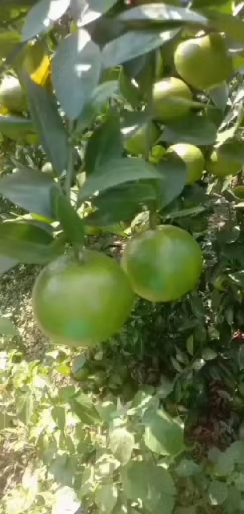 广西皇帝柑贡柑大果当季新鲜水果纯甜多汁现摘现发