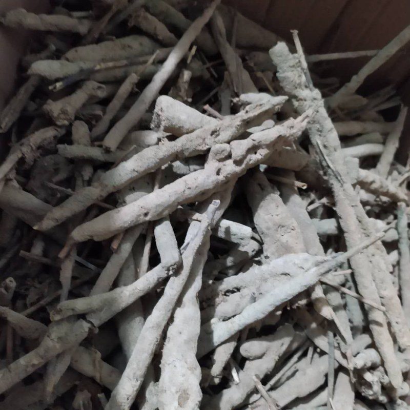 紫梢花紫宵花紫霄花线上交易可搭配多品种采购大货联系客