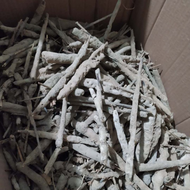 紫梢花紫宵花紫霄花线上交易可搭配多品种采购大货联系客