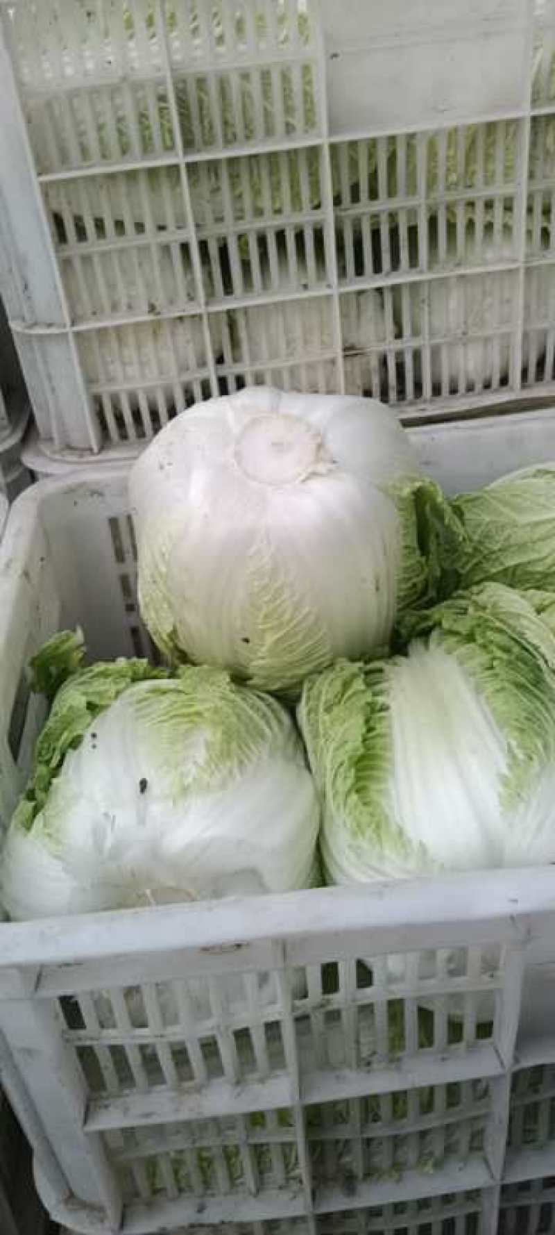 精选江苏白菜万亩基地直发量大价优包装上车