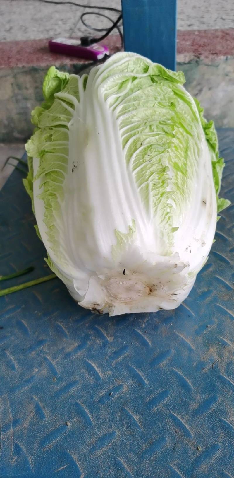 精选江苏白菜万亩基地直发量大价优包装上车