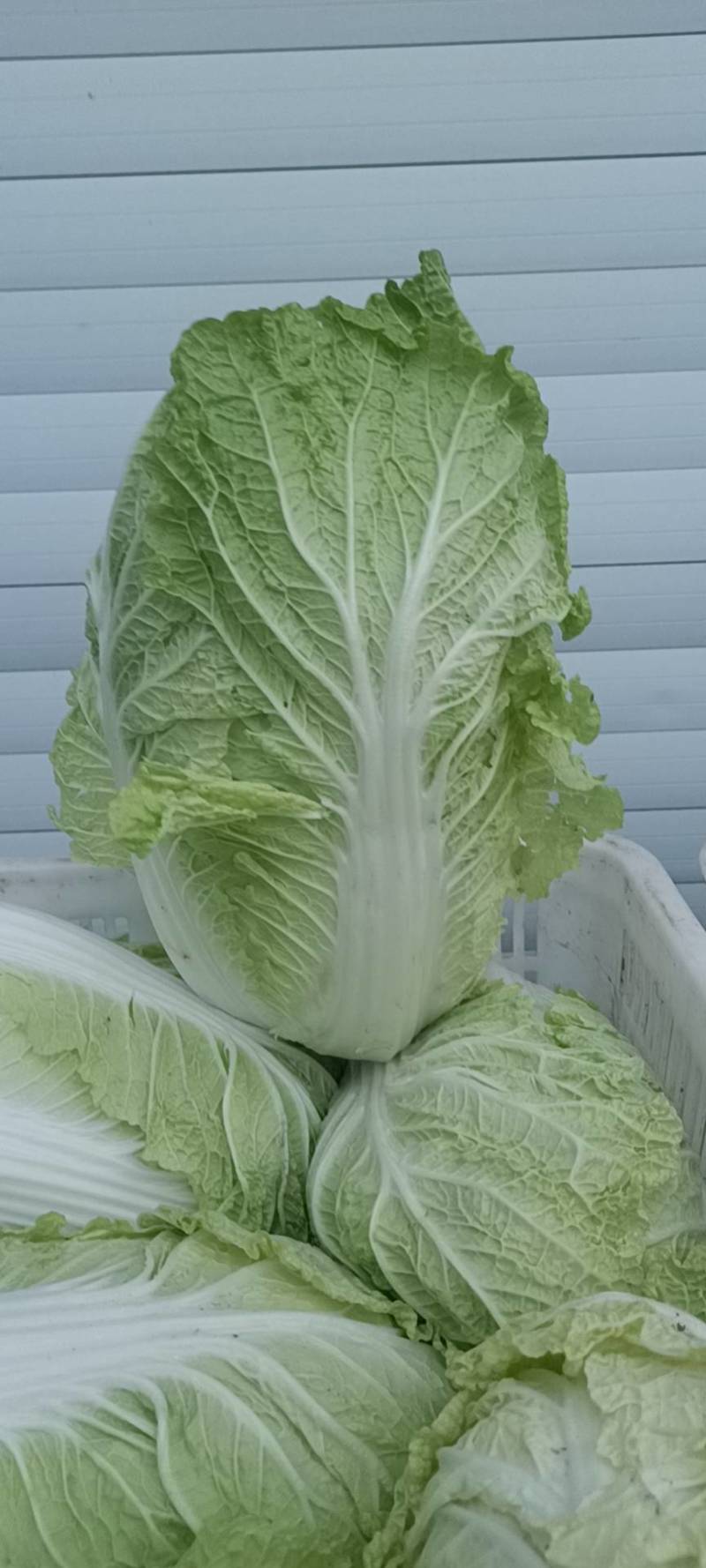 精选江苏白菜万亩基地直发量大价优包装上车