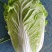 精选江苏白菜万亩基地直发量大价优包装上车