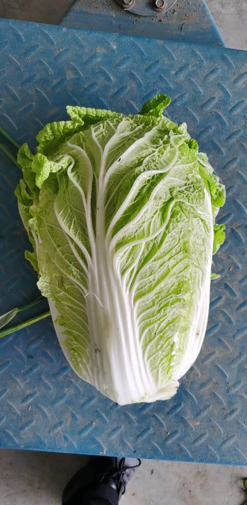 精选江苏白菜万亩基地直发量大价优包装上车
