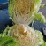 精选江苏白菜万亩基地直发量大价优包装上车