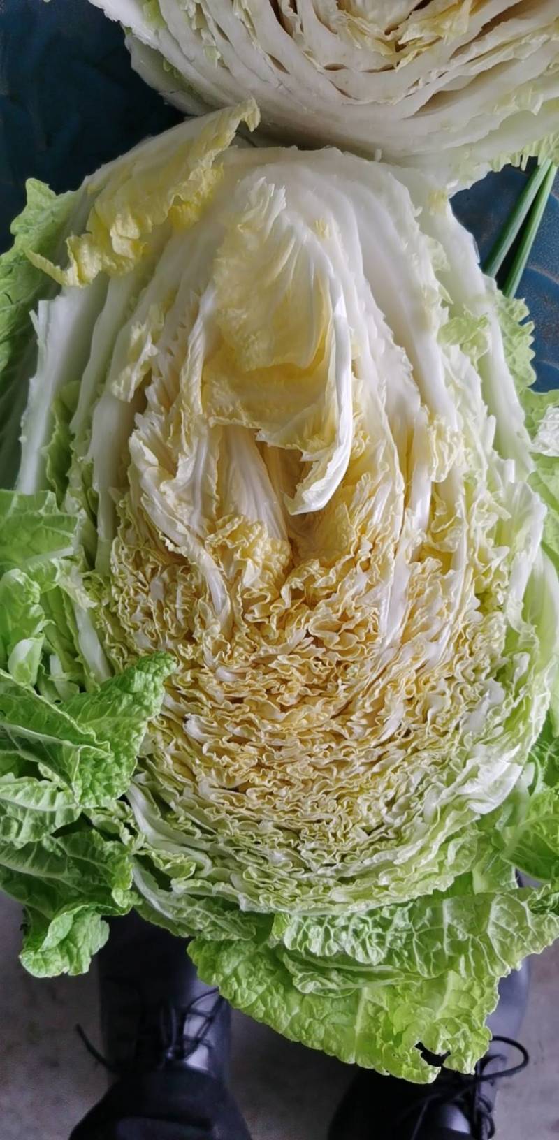 精选江苏白菜万亩基地直发量大价优包装上车