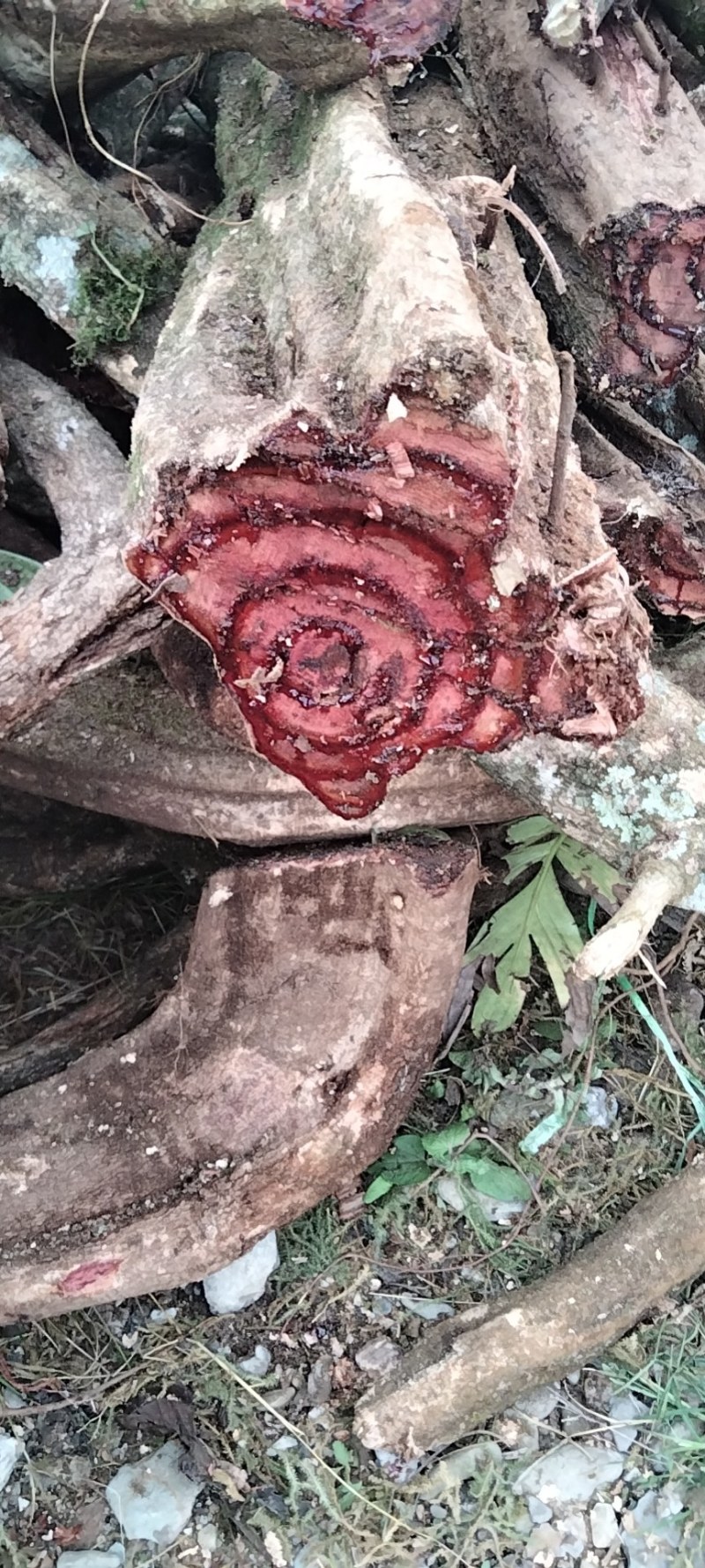 云南野生鸡血藤干货新鲜货