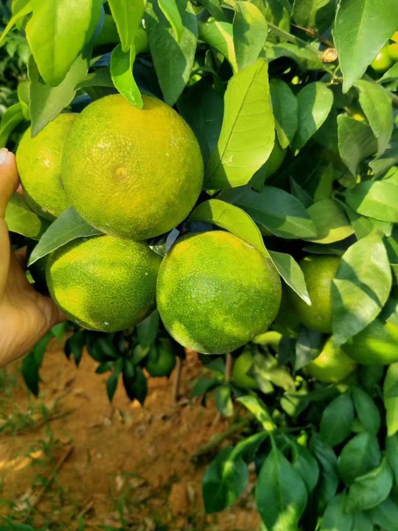 金牛牌诚信代办什么水果
