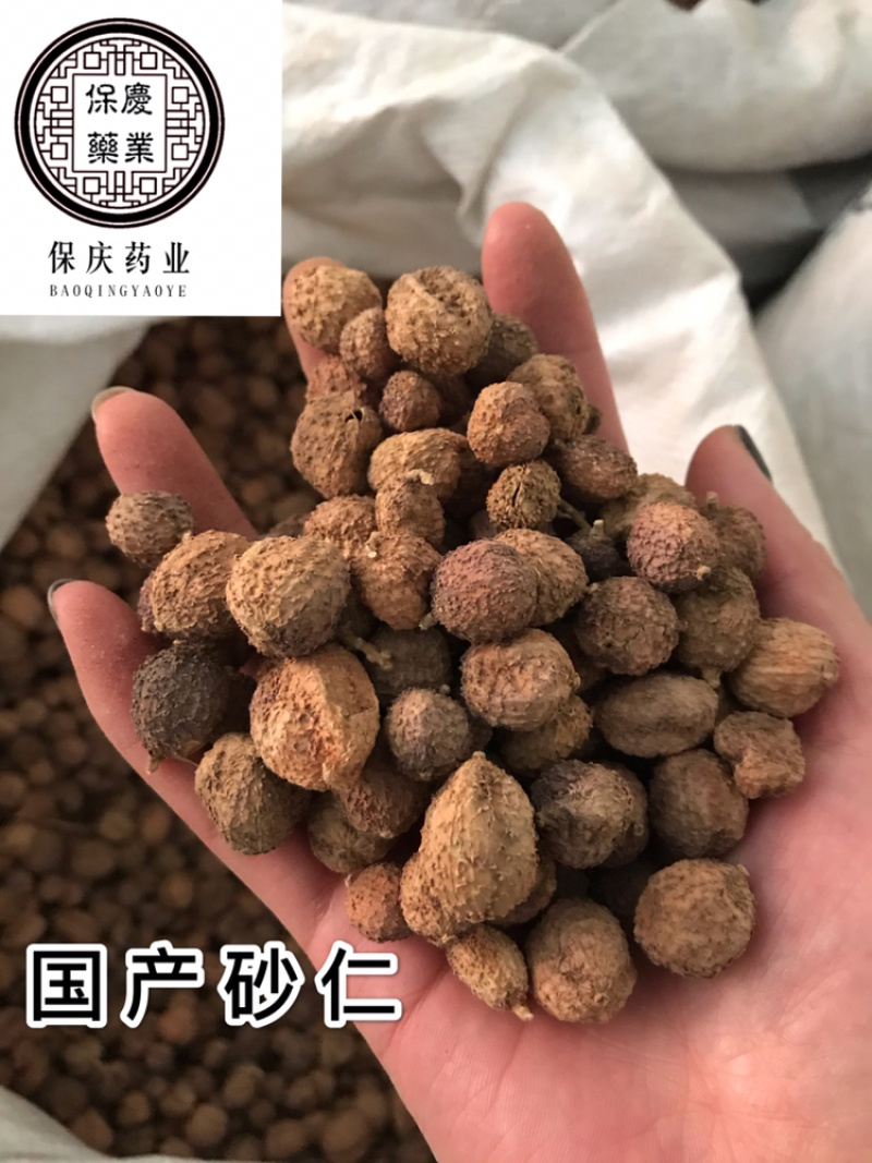 砂仁阳春砂仁水洗货干净砂仁米正品无硫国产砂仁