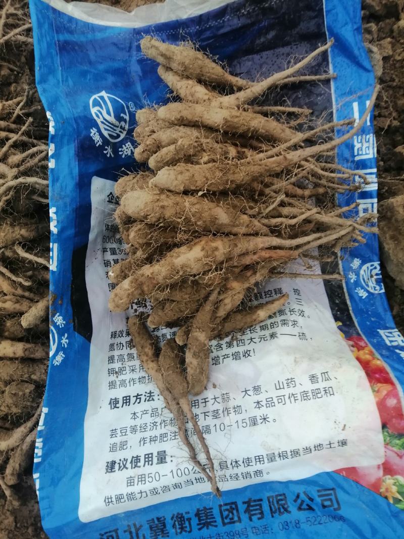 山东白玉山药种苗百亩基地直销价格真实