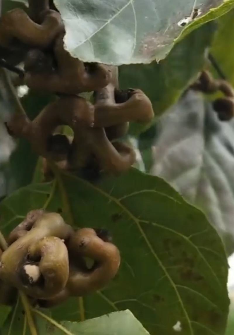 包邮拐枣水果陕西旬阳拐枣拐枣果万寿果枳椇子鸡爪梨连金钩梨