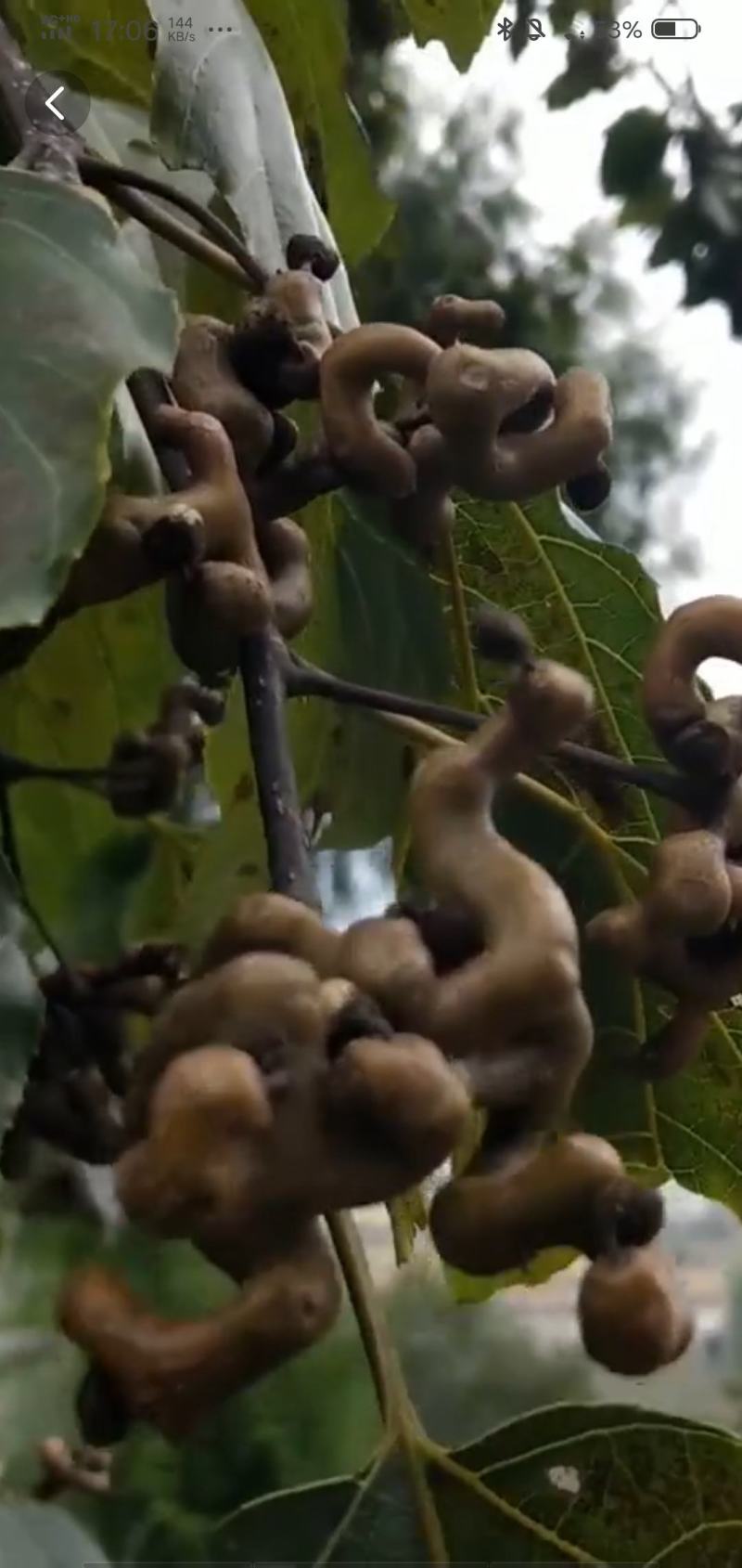 包邮拐枣水果陕西旬阳拐枣拐枣果万寿果枳椇子鸡爪梨连金钩梨