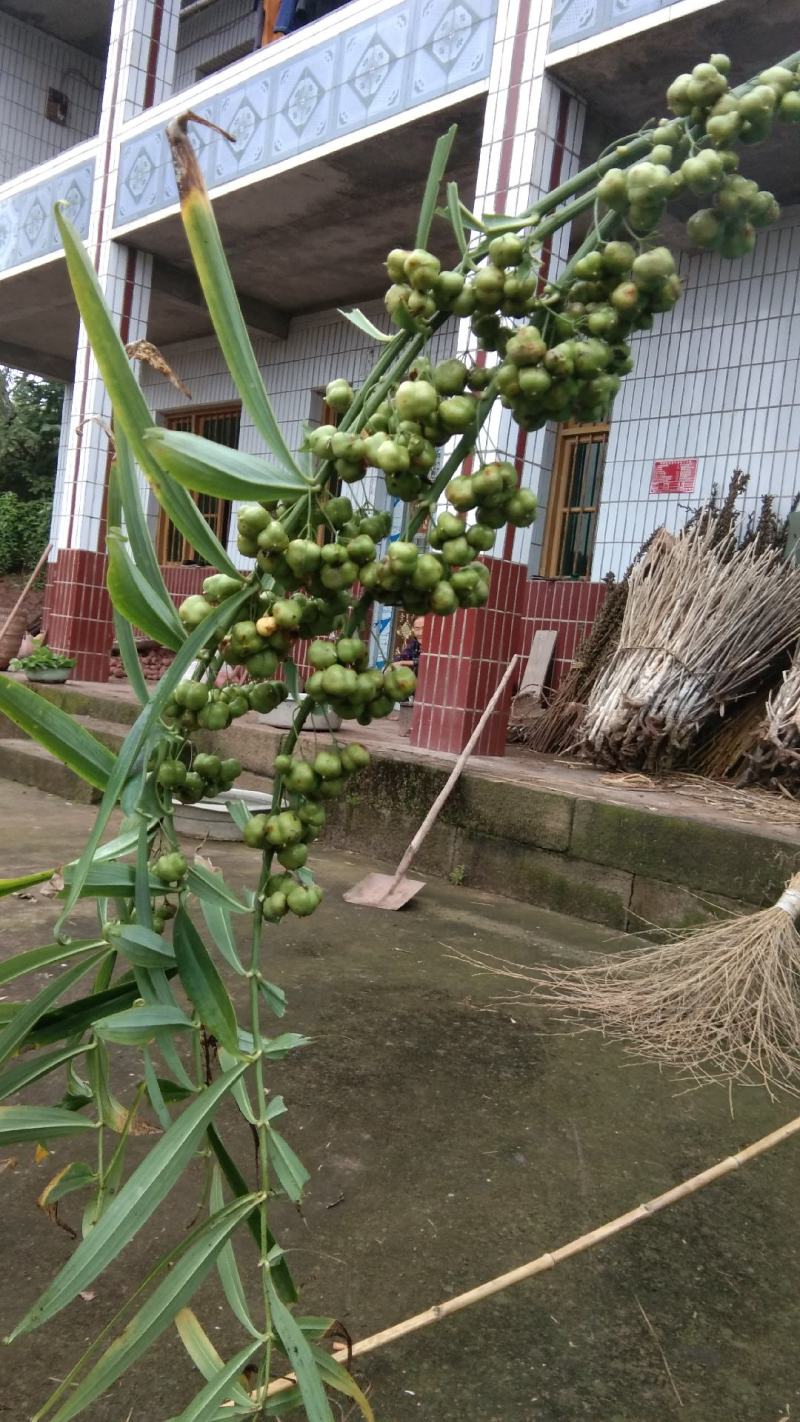 黄精种子，姜型多花不倒苗黄精，颗粒饱满出苗率高