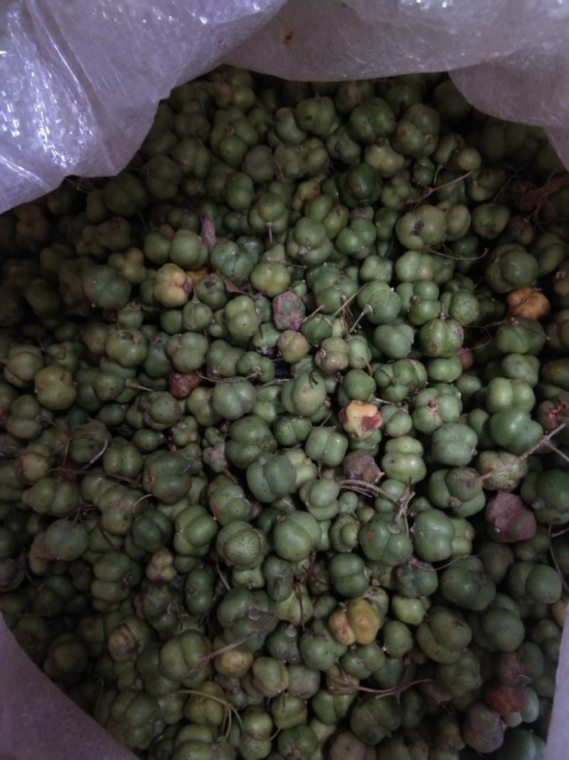 黄精种子，姜型多花不倒苗黄精，颗粒饱满出苗率高
