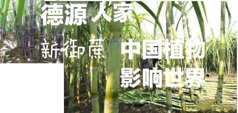 糖蜜发酵液（北方甘蔗红糖糖蜜）自然农耕，纯手工零添加，
