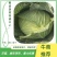 奥奇娜扁包菜，甘蓝，基地新货优惠上市！保证质量！