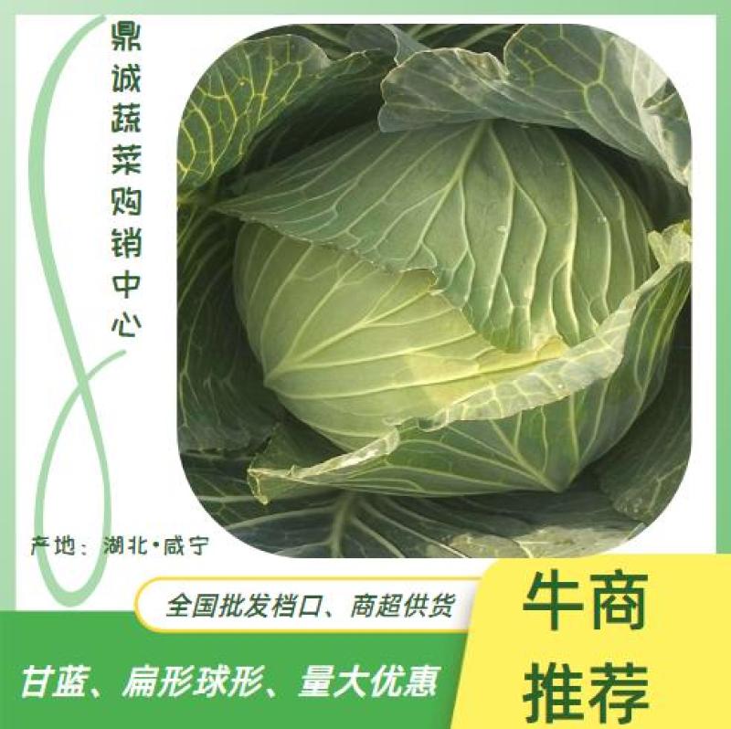 奥奇娜扁包菜，甘蓝，基地新货优惠上市！保证质量！
