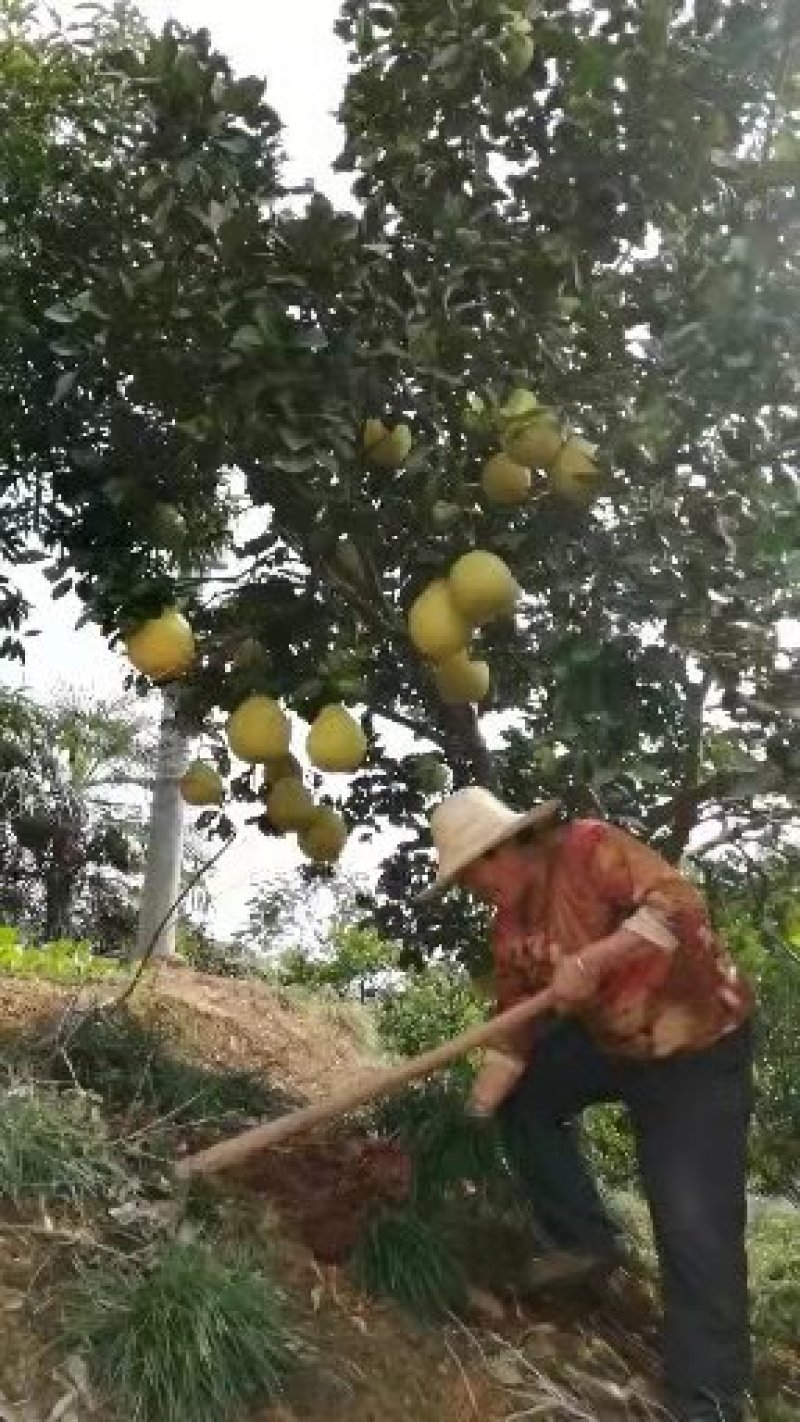 蜜柚，红柚，果面干净，水份充足囗感超甜产地直销。