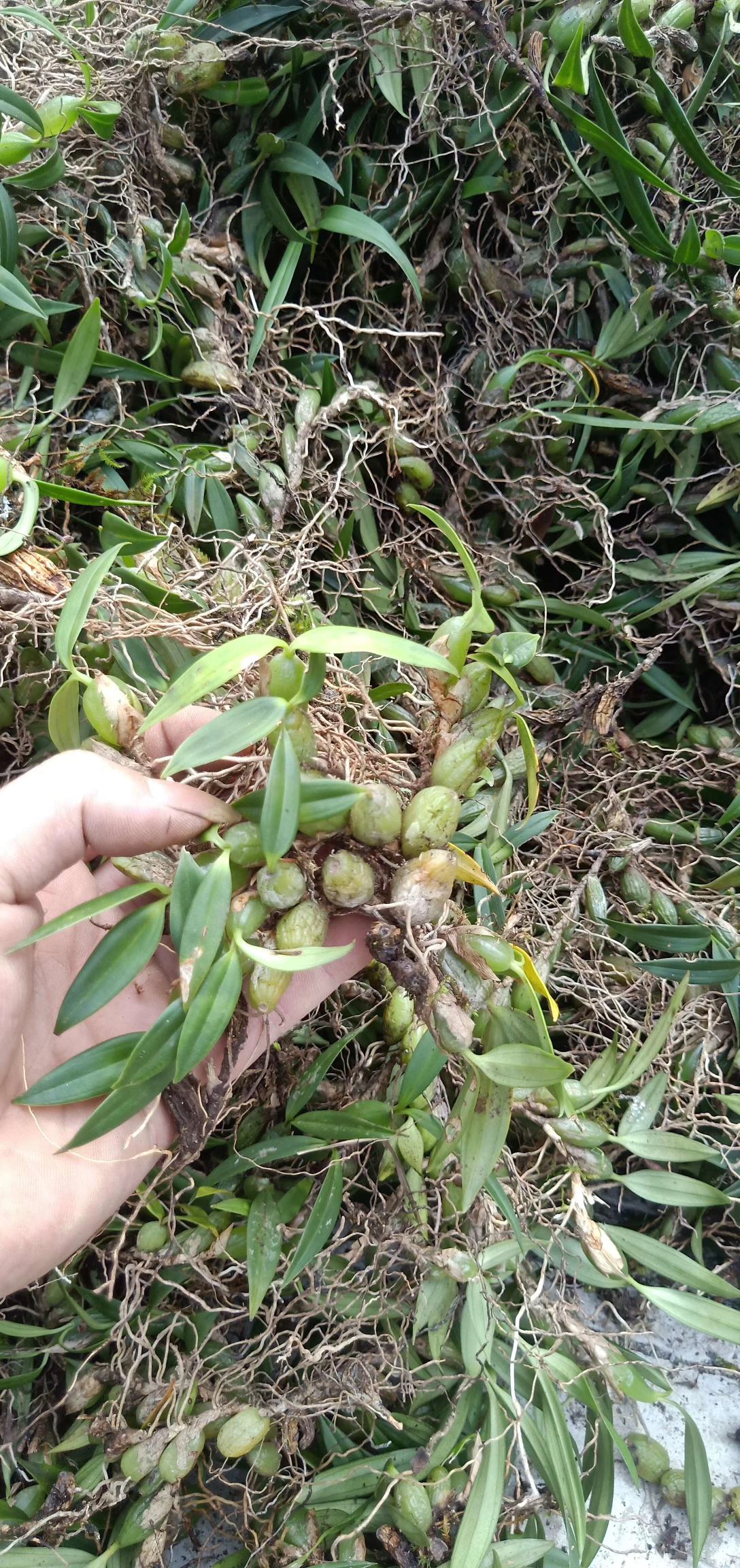 广西贺州野生石橄榄石仙桃单叶小果