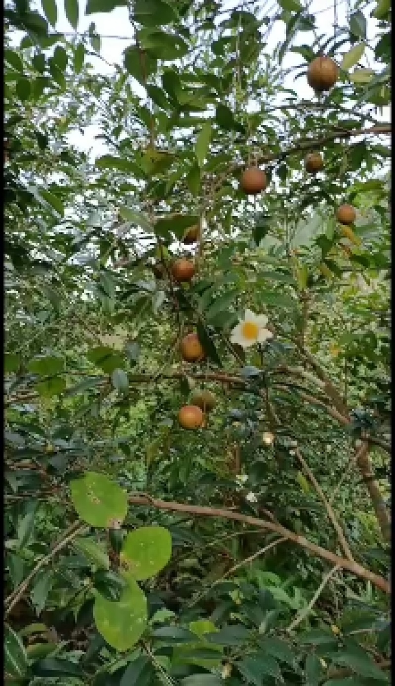 山茶油果今年大量有货源