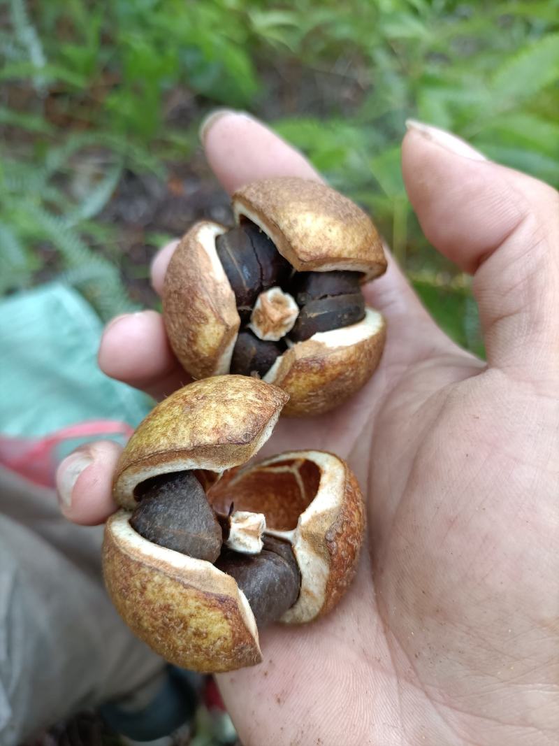 山茶油果今年大量有货源