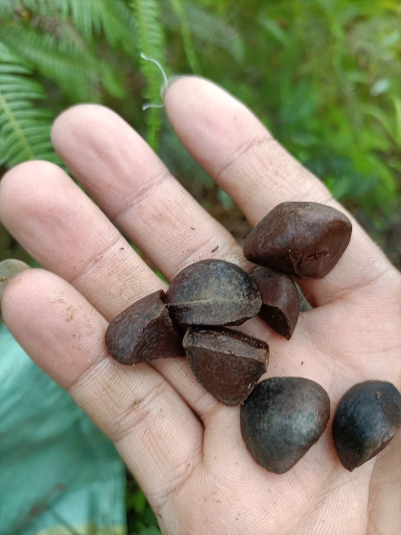 山茶油果今年大量有货源