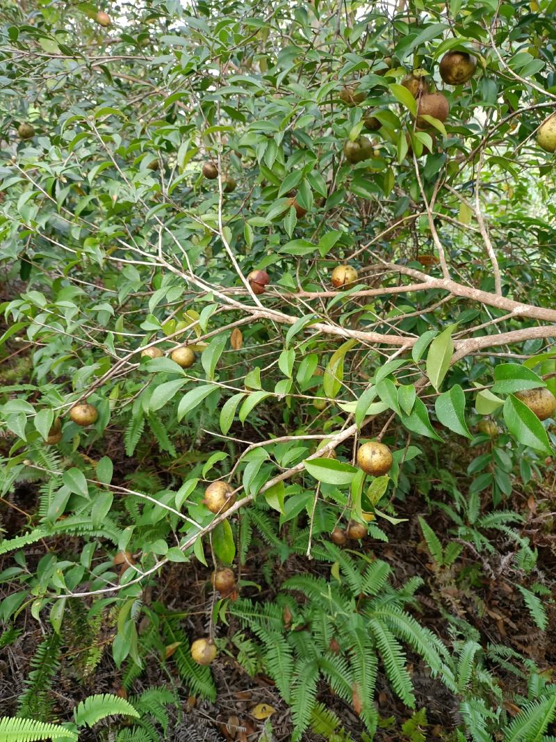 山茶油果今年大量有货源