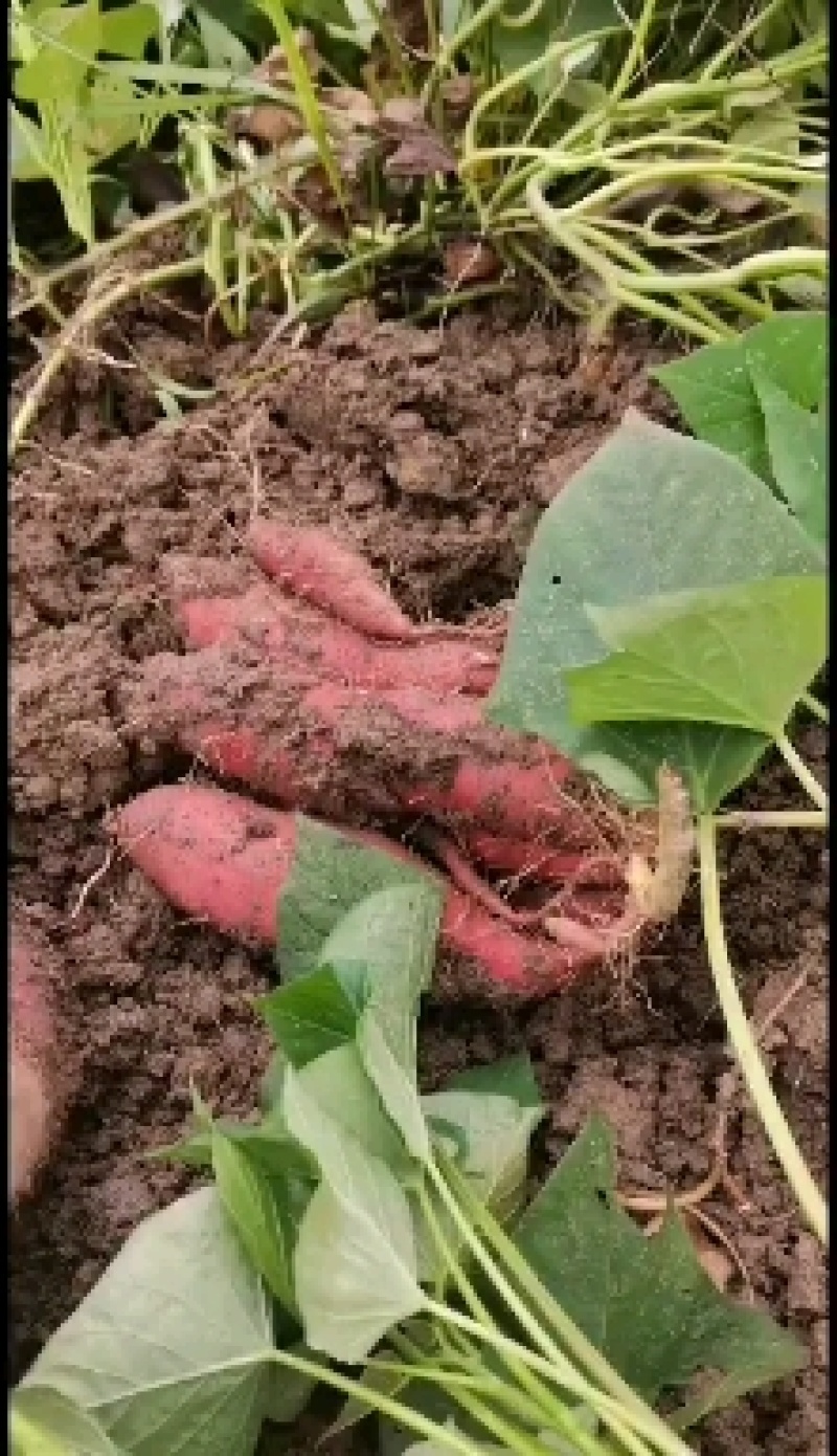 山东农科院原薯自育苗栽种沙地烟薯