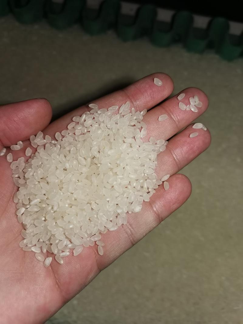 黄河水灌溉的水稻新米上市货源充足质量保证