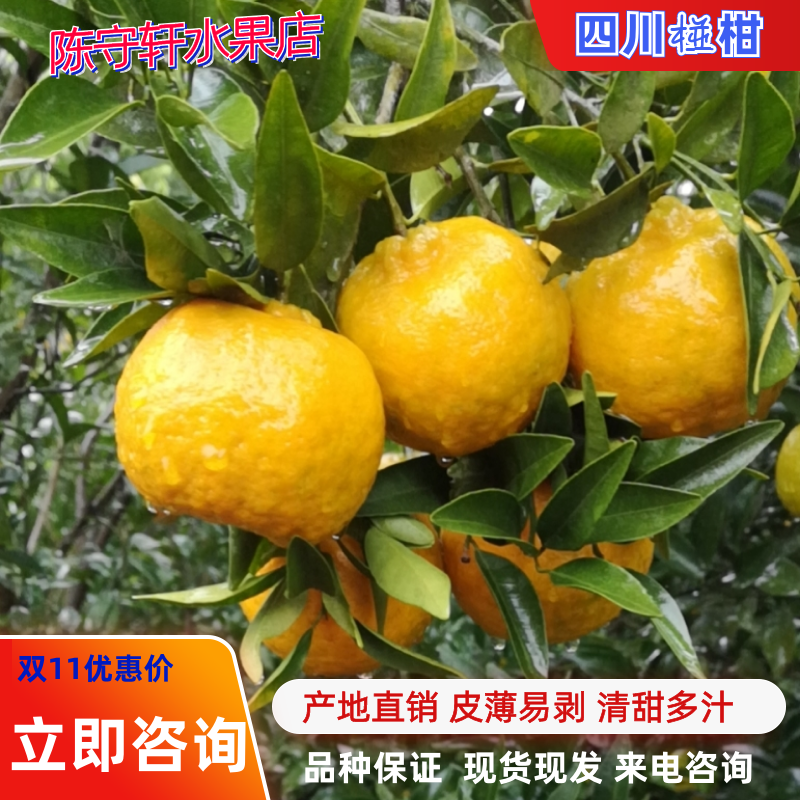 四川渠县椪柑，果面干净，色黄味甜，轻轻地用点力分开就吃。
